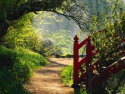 Botanischer Garten mit Brücke